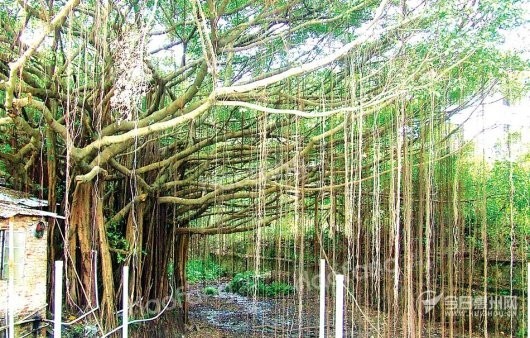 融创云水湾亚婆角海滨旅游区一树成林