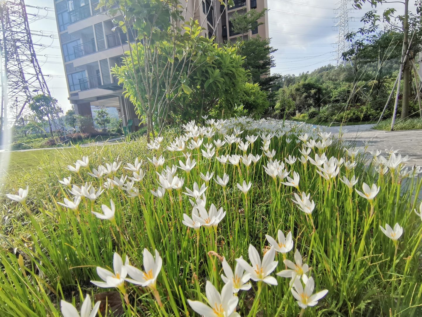 誠豐雅園實(shí)景圖